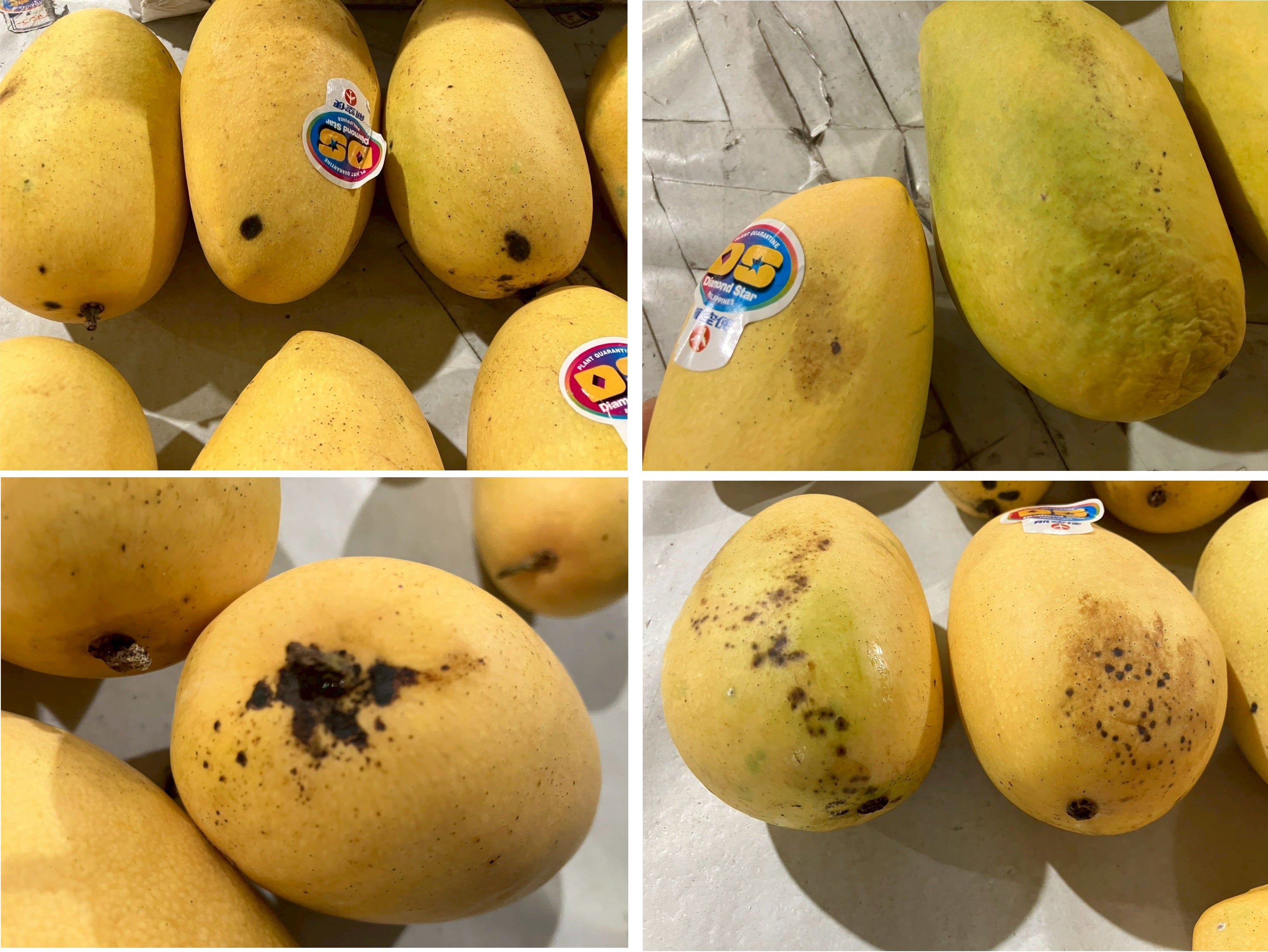 外観訳ありフルーツ – 旬の果物通販ならグローバルフルーツ