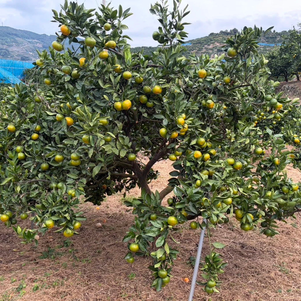 愛媛産みかんの南甘20号の畑