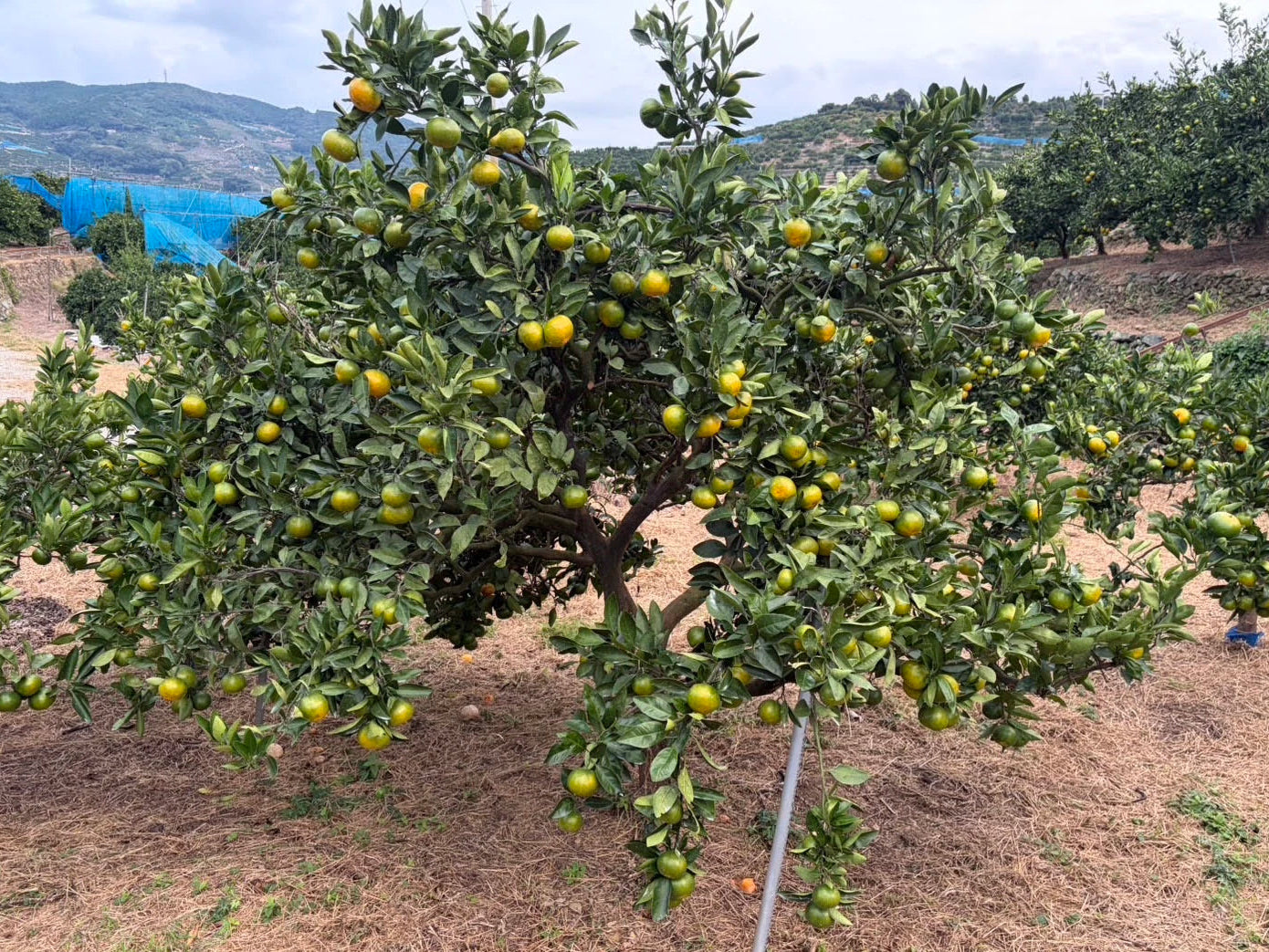 愛媛産みかんの南甘20号の畑