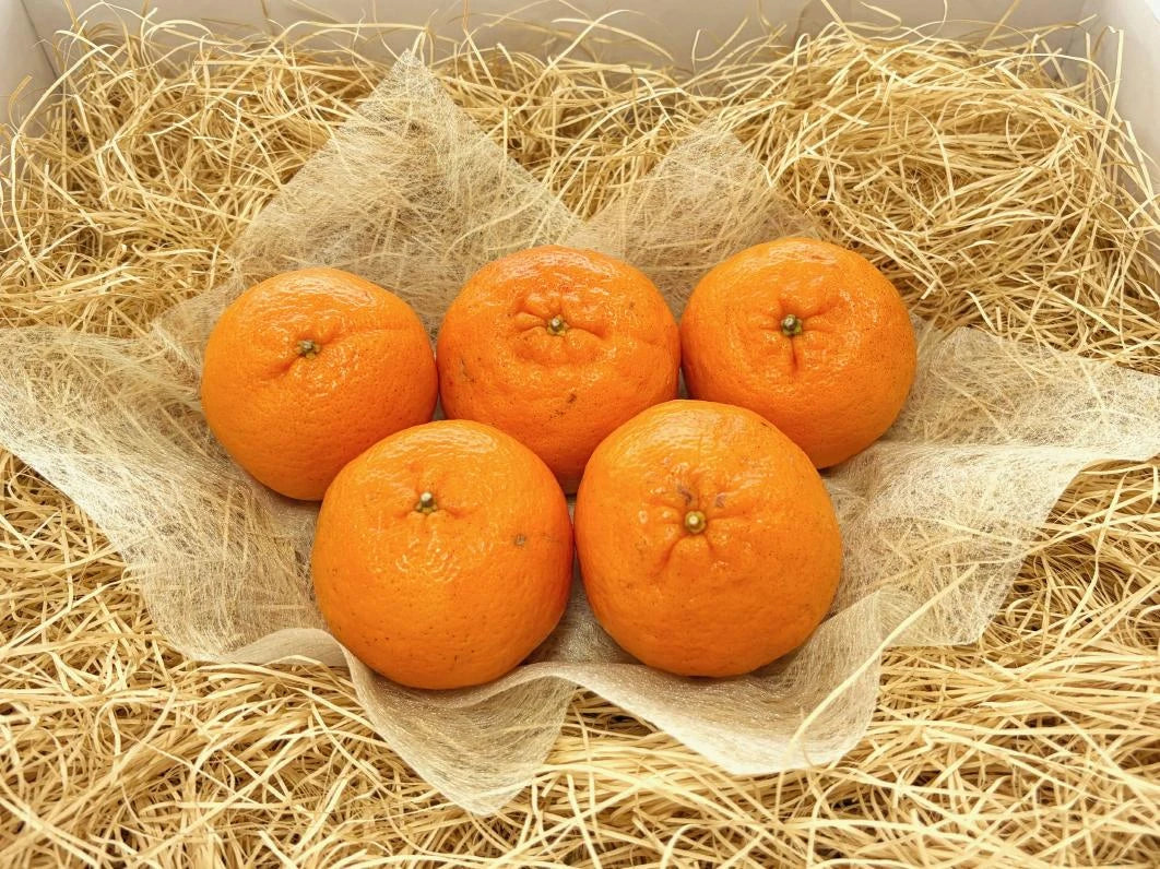 紙パッキンの上に並べられた高知産ポンカン5個