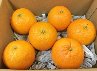 ネーブルオレンジ6個入り箱