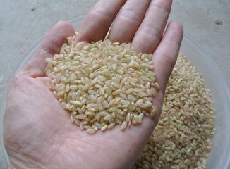 群馬産米の玄米