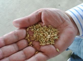 群馬産米の籾(もみ)