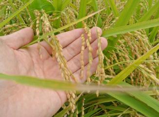 群馬産米の稲