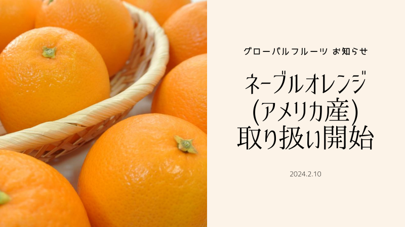 ネーブルオレンジ　アメリカ産